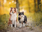deuka dog Minikost